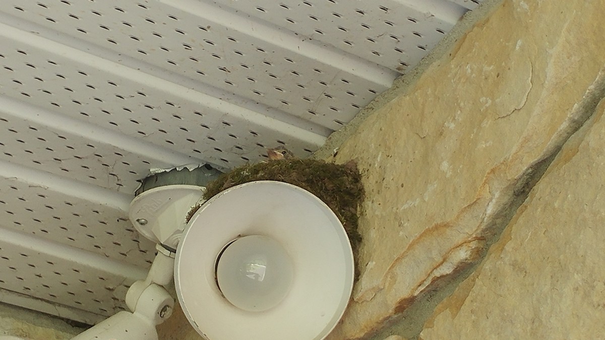 Eastern Phoebe - ML243535321