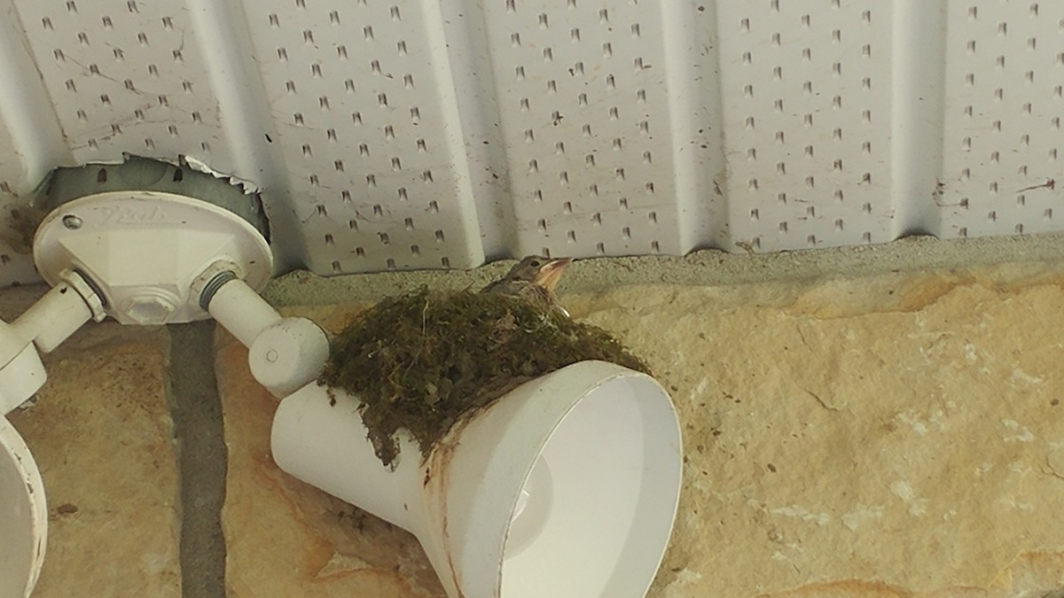 Eastern Phoebe - Justin Breton