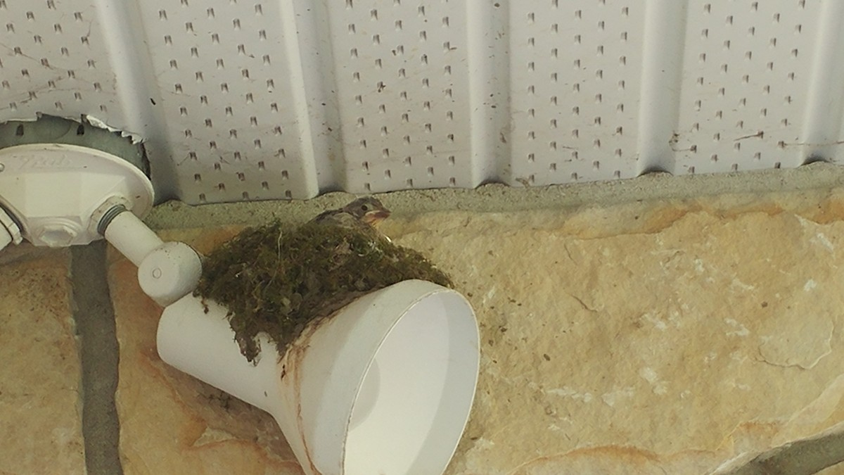 Eastern Phoebe - ML243535361