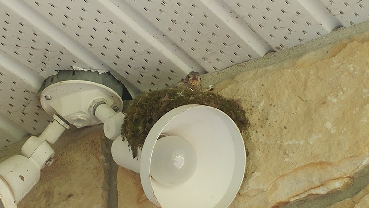 Eastern Phoebe - ML243535371