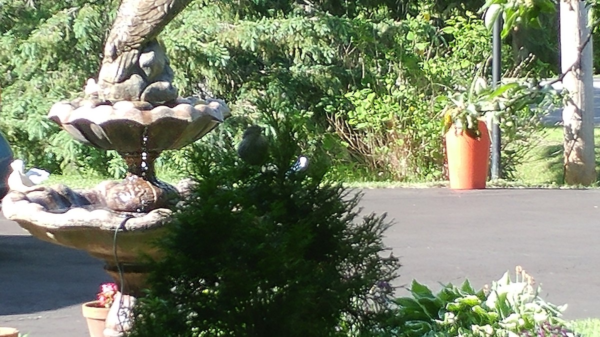 Eastern Phoebe - ML243535391