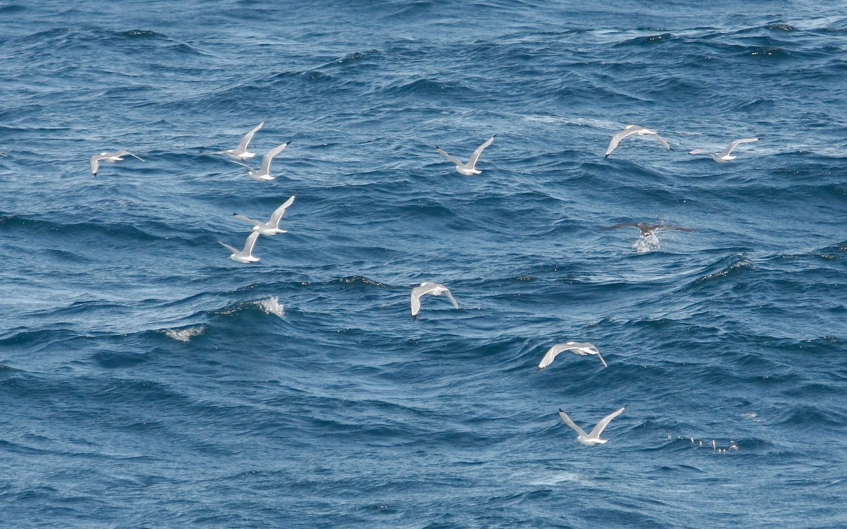 Gaviota Tridáctila - ML243535611