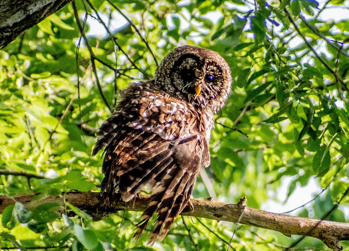Barred Owl - Susan Haberkorn