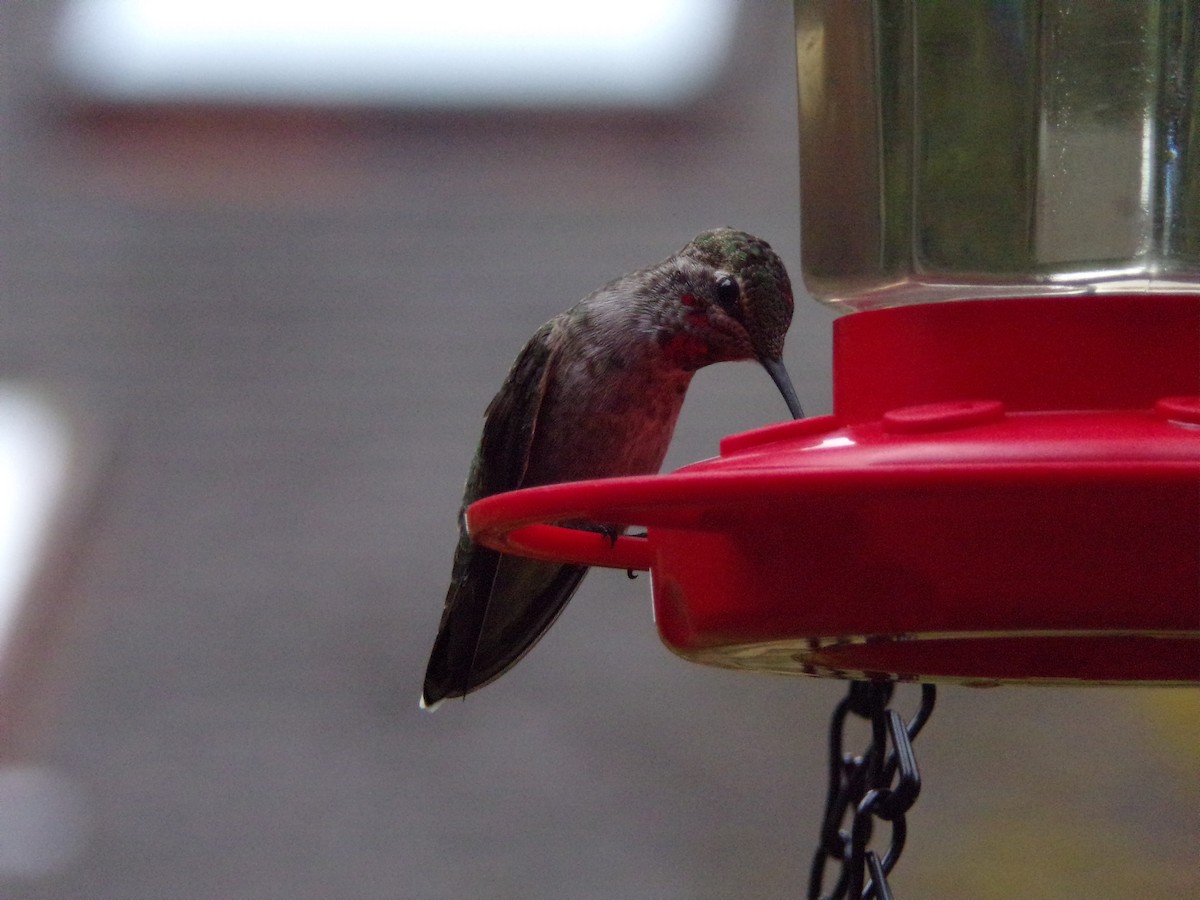 Anna's Hummingbird - ML243536331