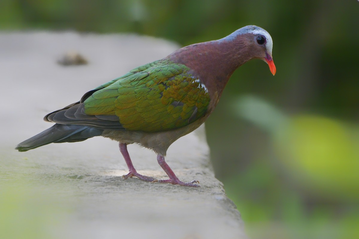 holub zelenokřídlý - ML243536601