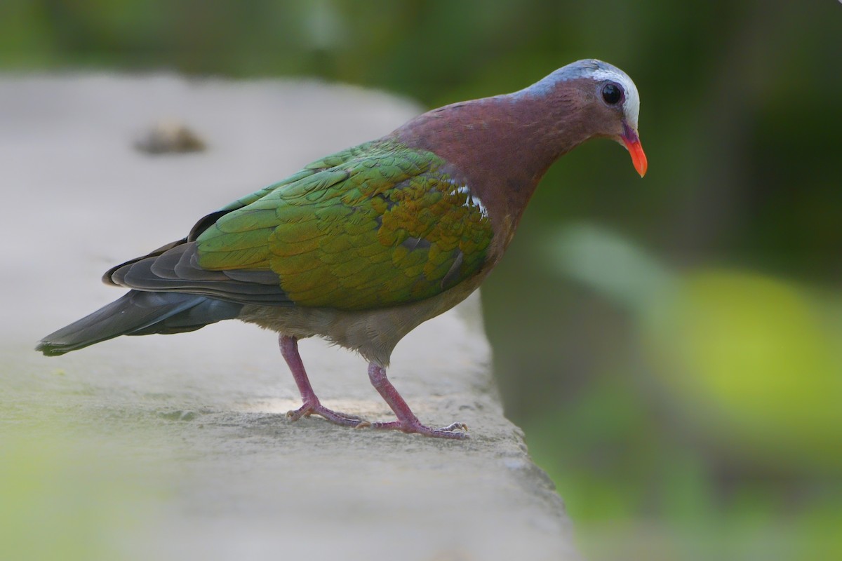 Asian Emerald Dove - Garry Bhatti