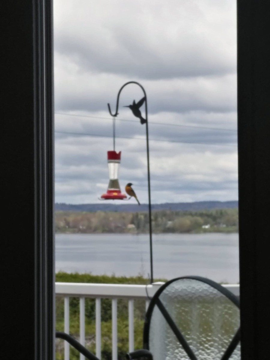 Baltimore Oriole - ML243537621