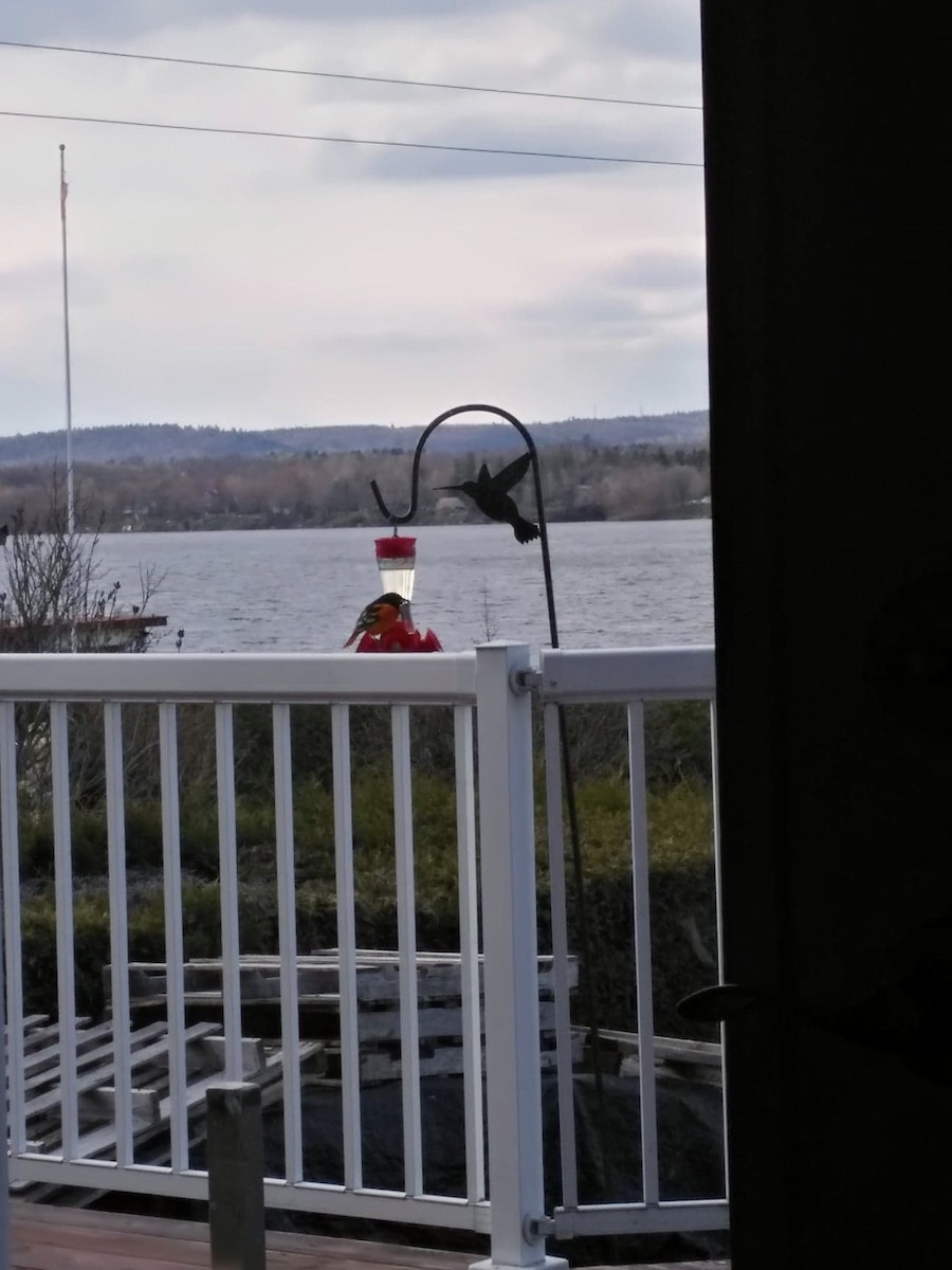 Baltimore Oriole - ML243537781