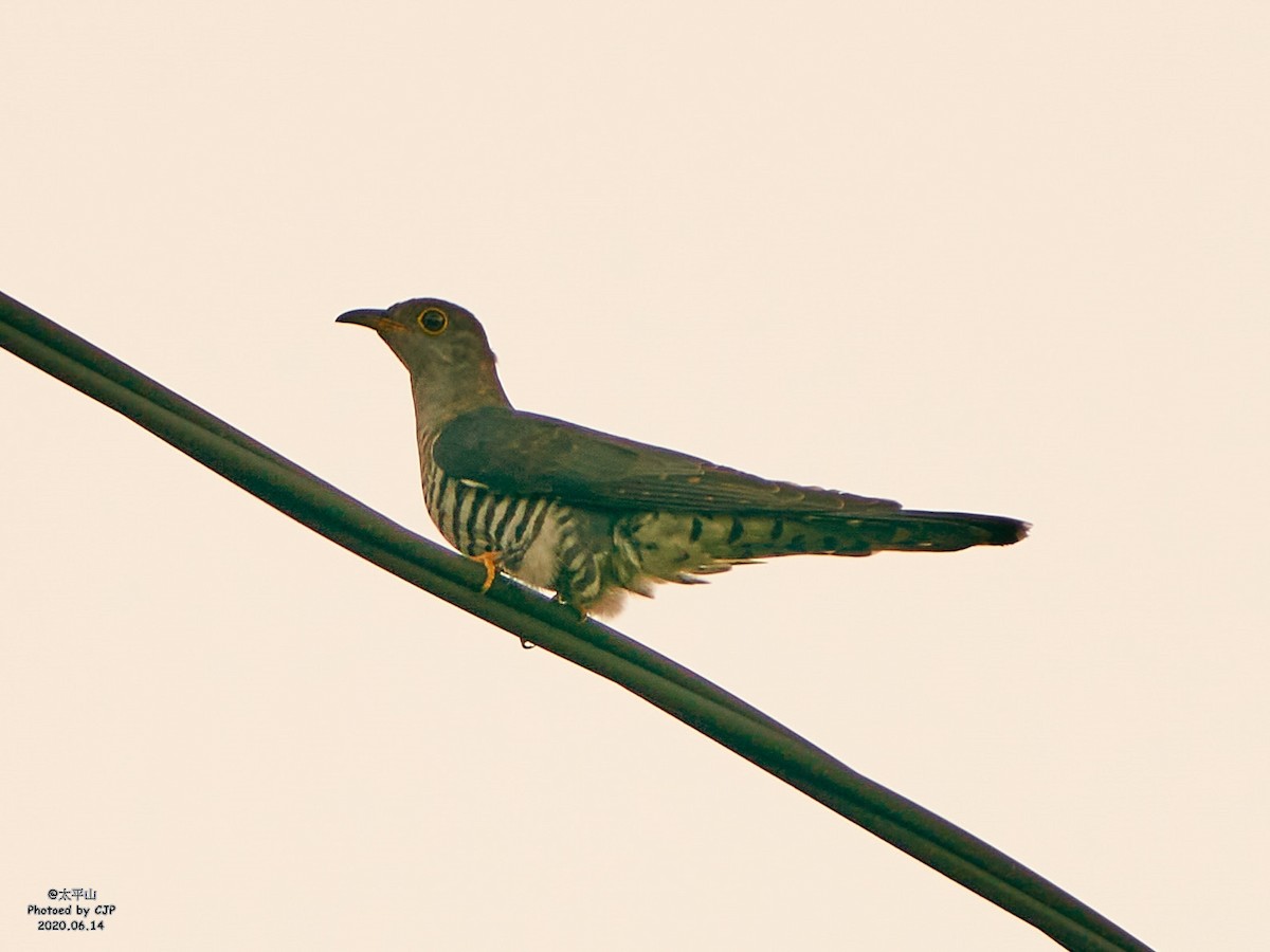 Lesser Cuckoo - ML243538211