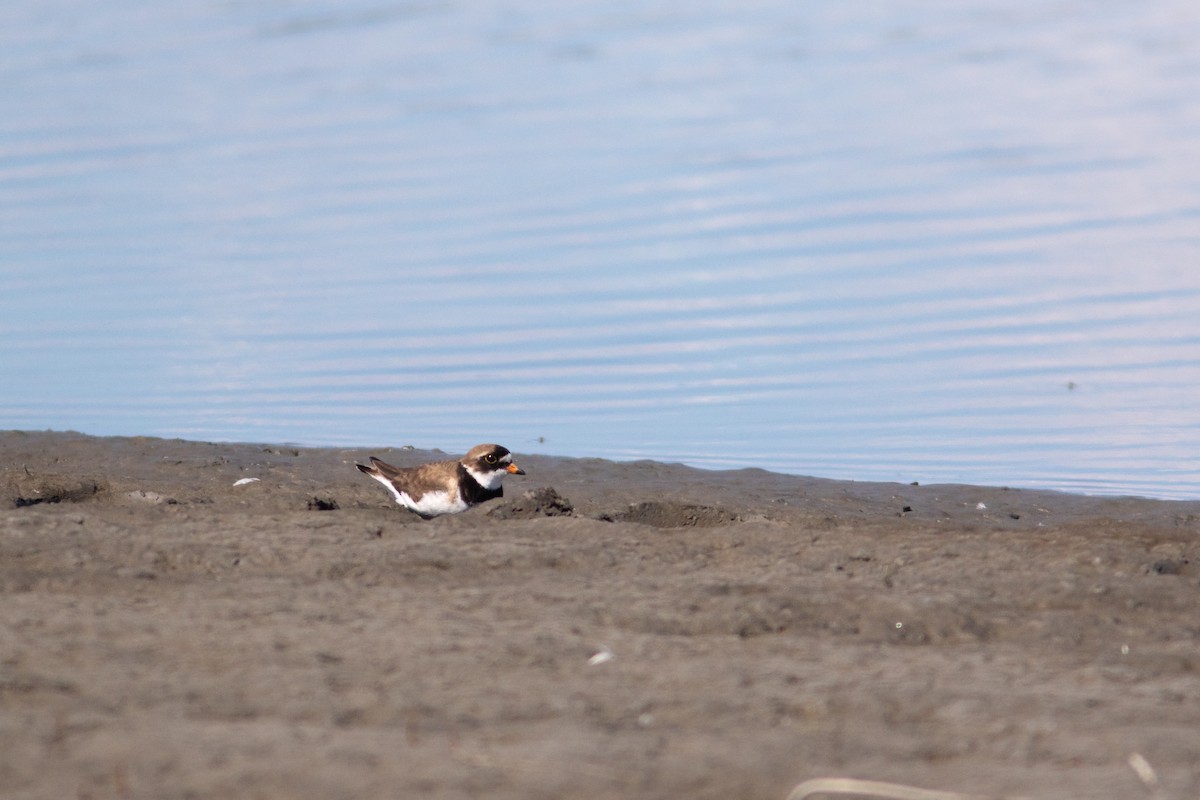 Semipalmated Plover - ML243539431