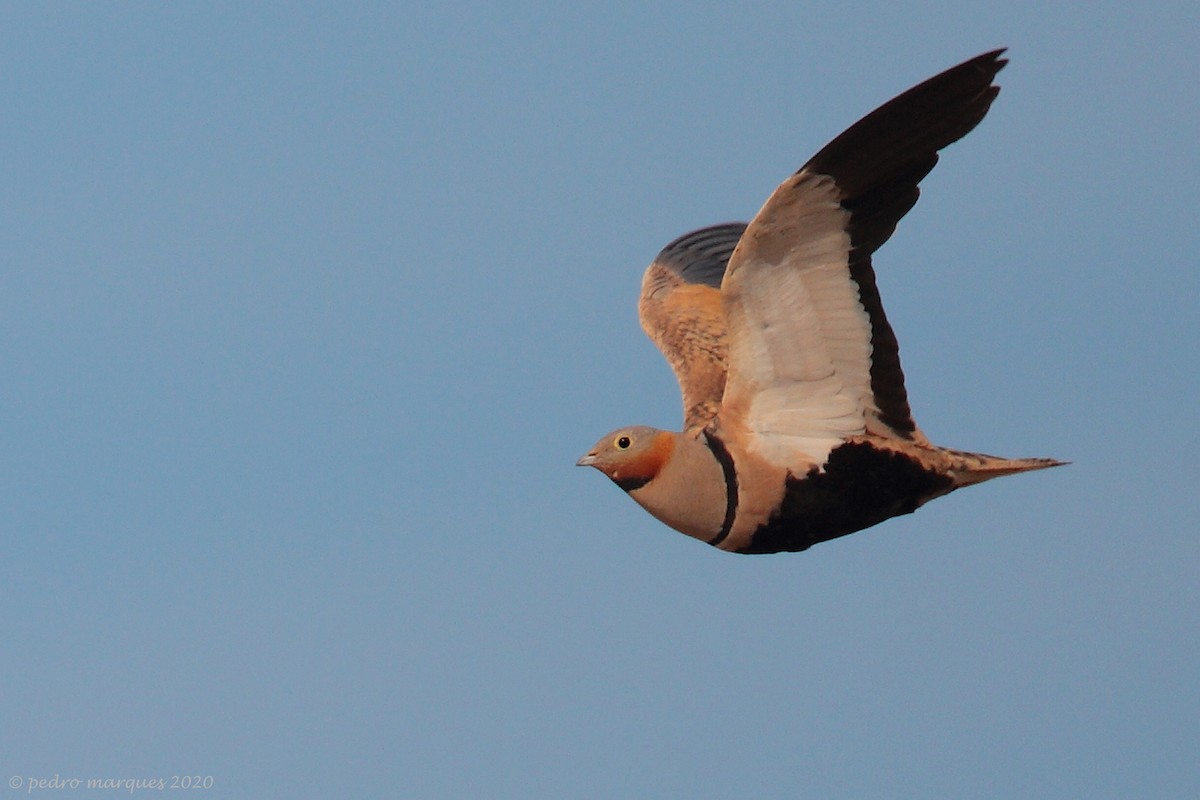Black-bellied Sandgrouse - Pedro Marques