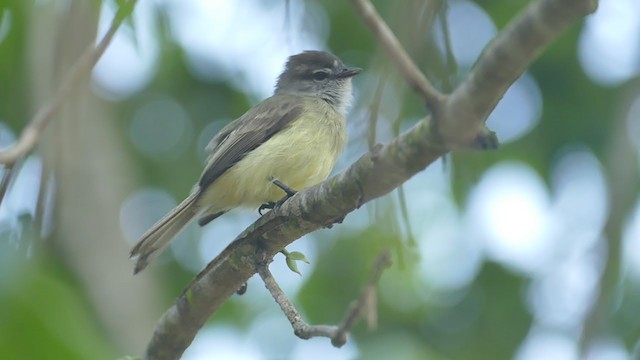 Sooty-headed Tyrannulet - ML243539931