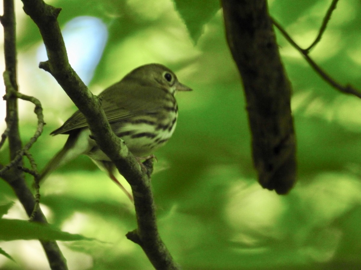 Ovenbird - ML243541071