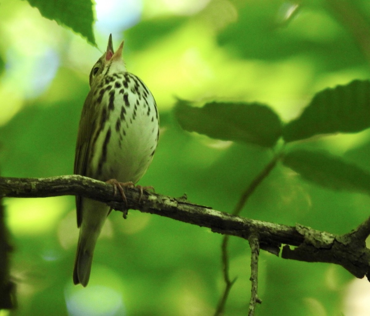Ovenbird - ML243541101
