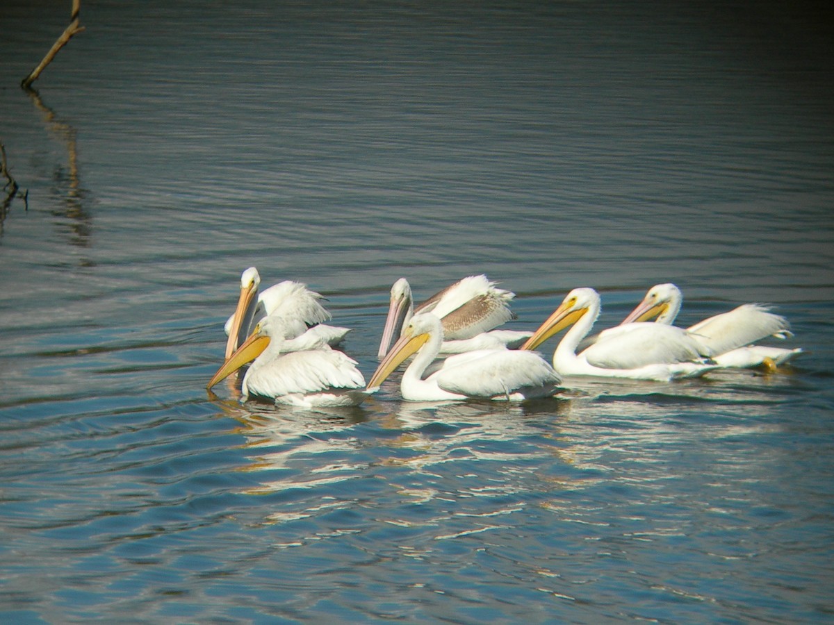 American White Pelican - ML243543881