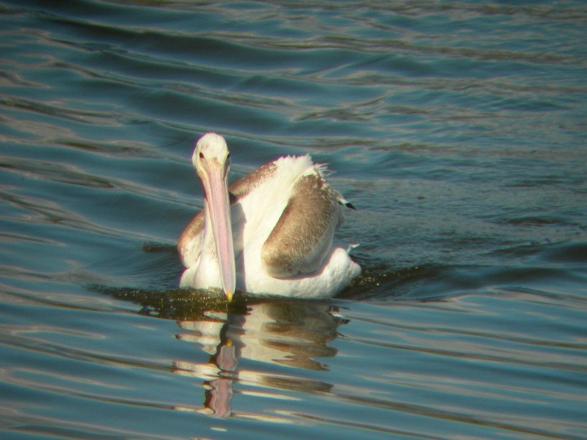 pelikán severoamerický - ML243543891