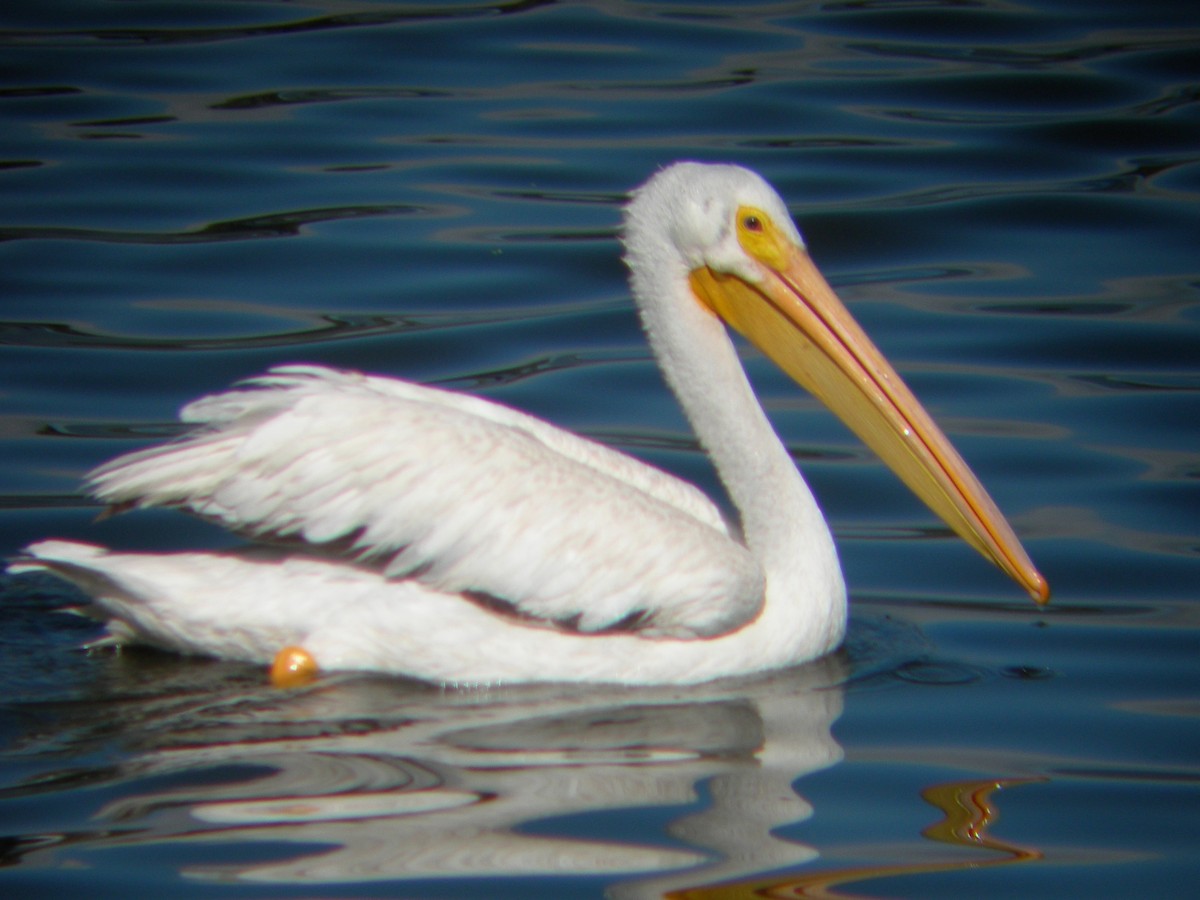 pelikán severoamerický - ML243543901