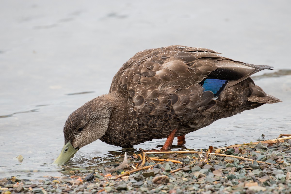 American Black Duck - ML243544531