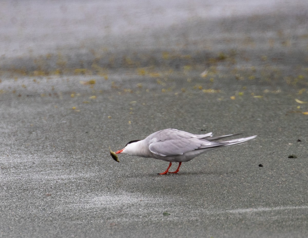 Common Tern - John Alexander