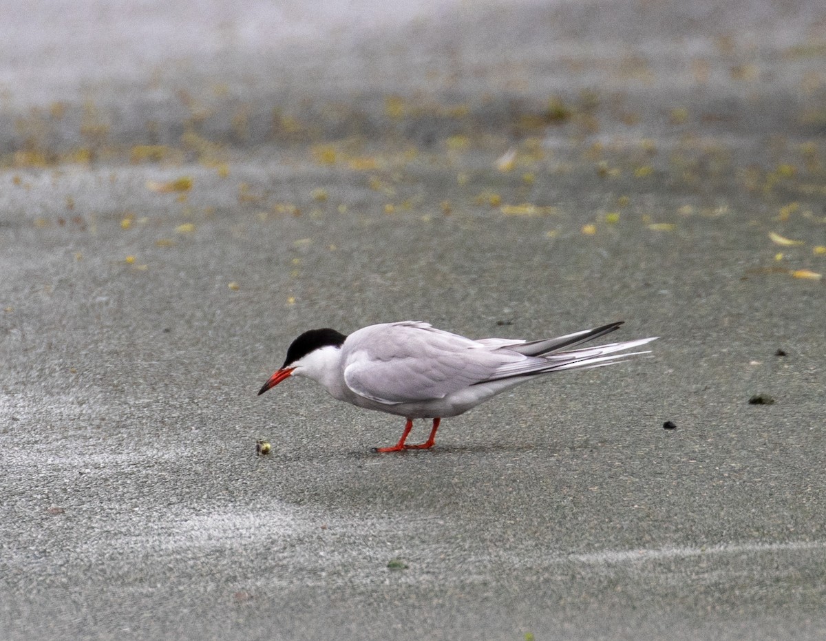 Common Tern - ML243544751