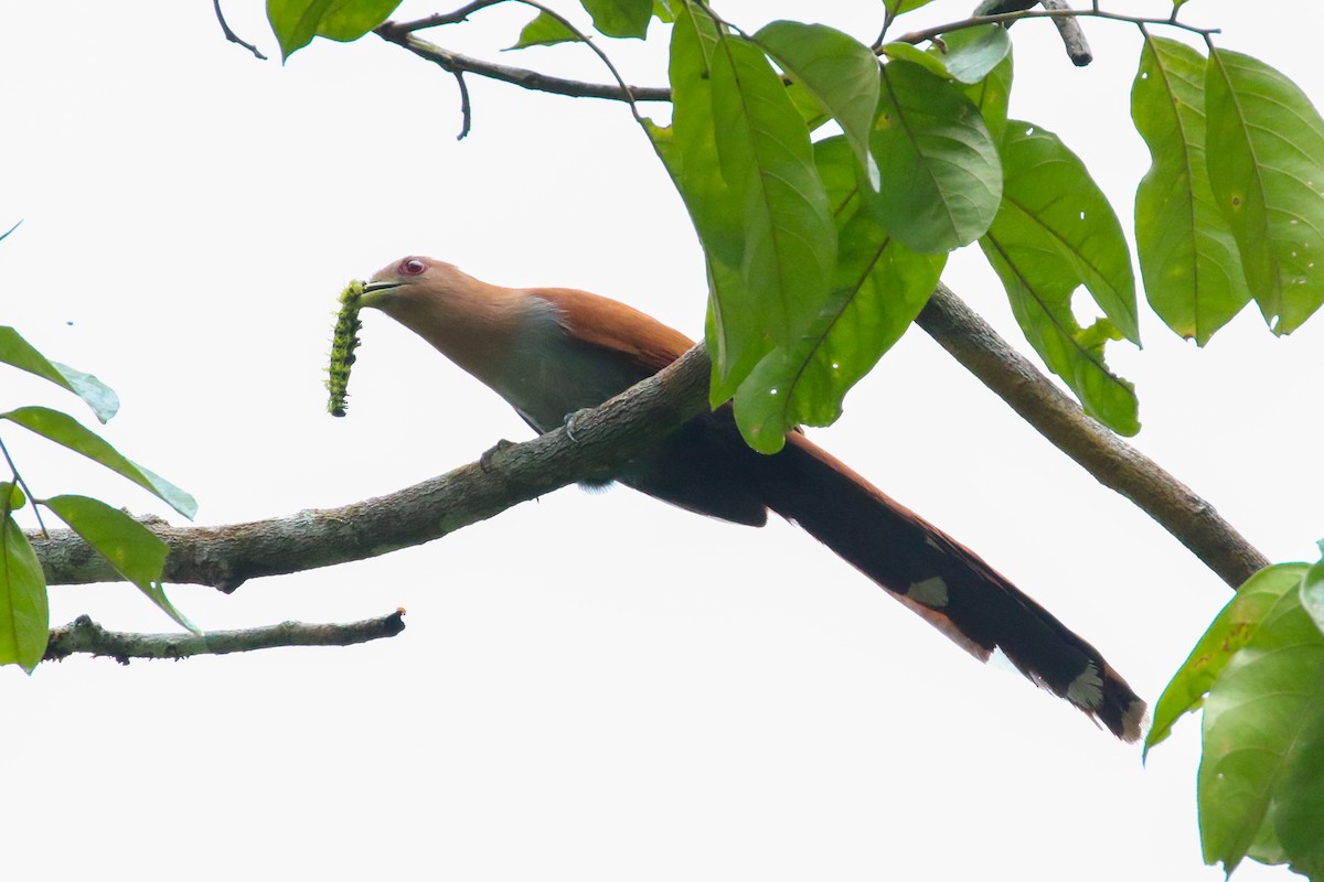 Squirrel Cuckoo - ML243544761