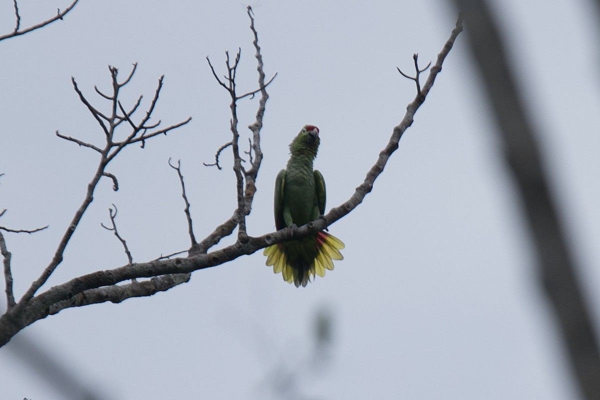 Red-lored Parrot - Ian Thompson