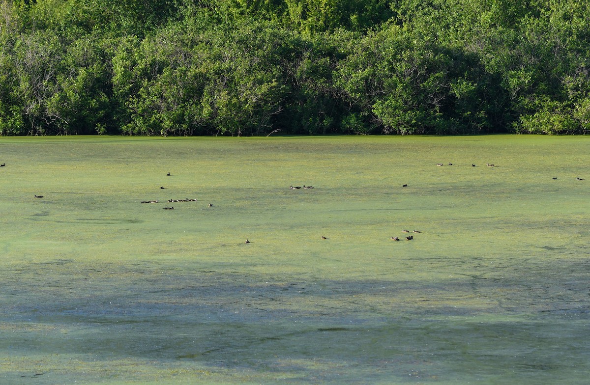 Wood Duck - ML243547991