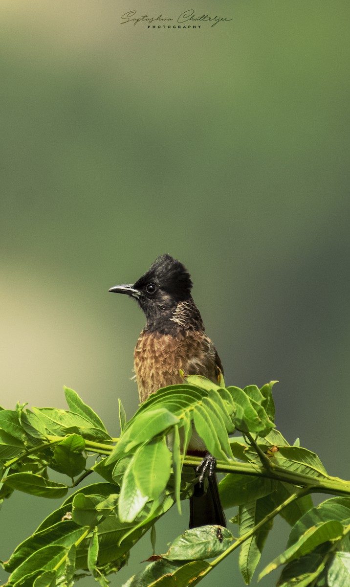 Red-vented Bulbul - ML243548131