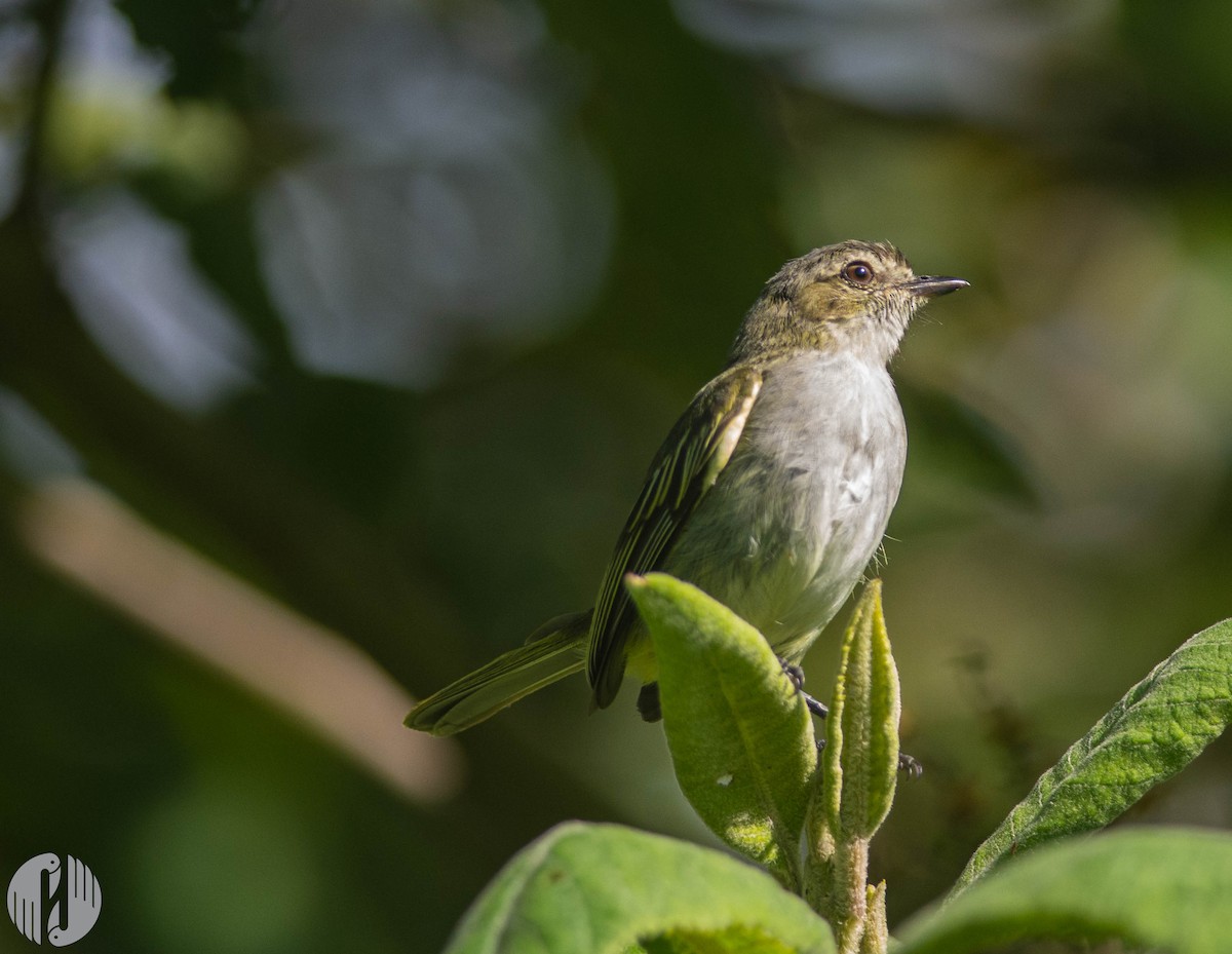 Mistletoe Tyrannulet - Holly Garrod