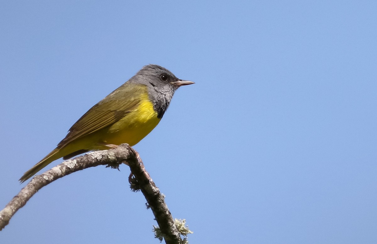 Mourning Warbler - Max Nootbaar