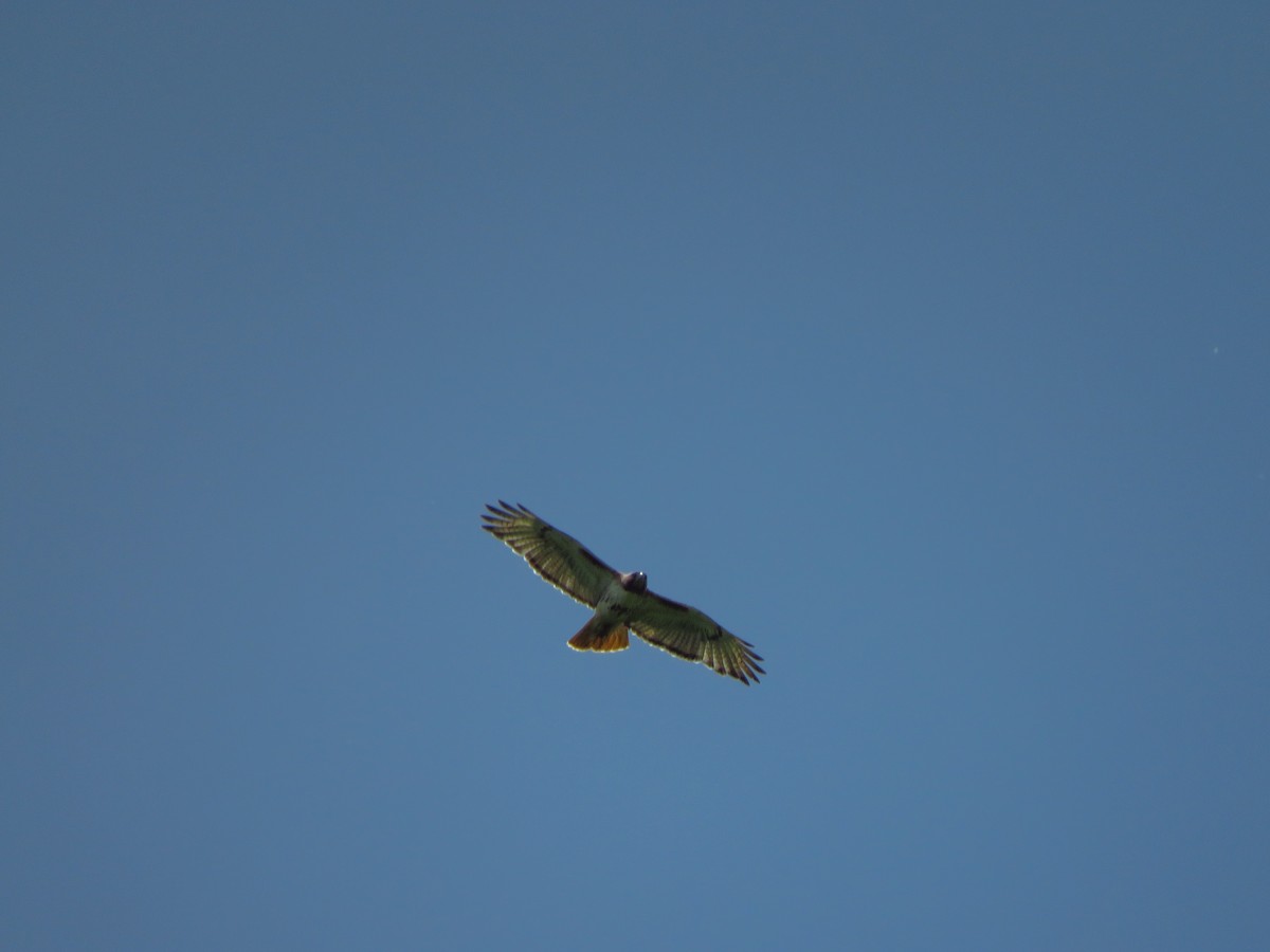 Red-tailed Hawk - ML243550181