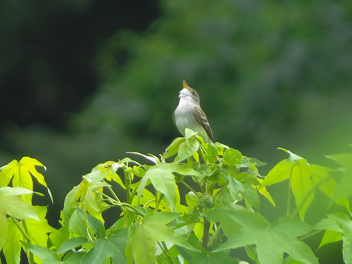 Willow Flycatcher - ML243550231