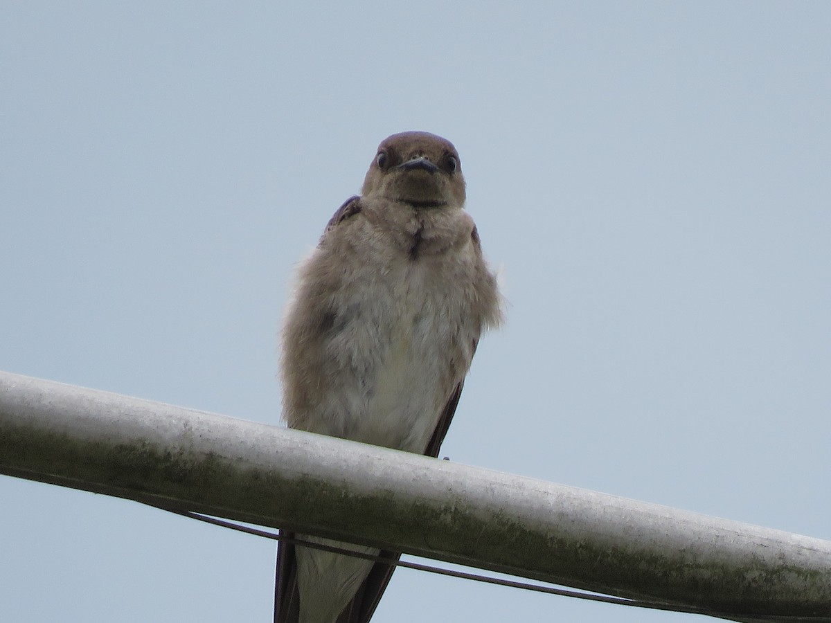Northern Rough-winged Swallow - ML243550301