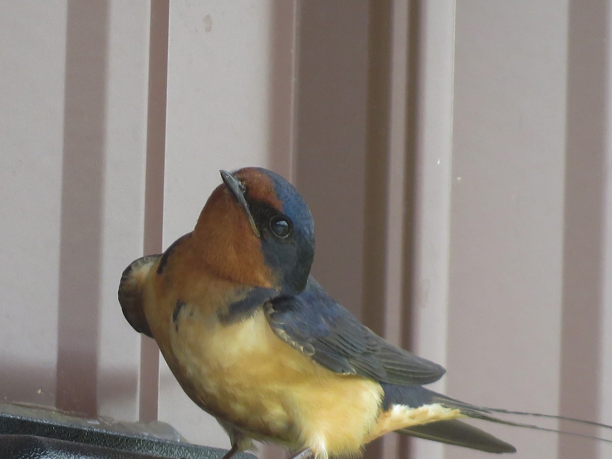 Barn Swallow (American) - ML243550321