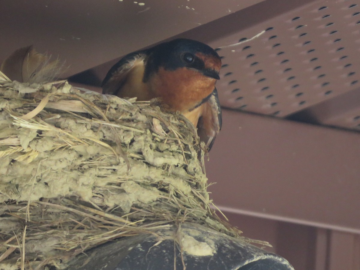 Barn Swallow (American) - ML243550331