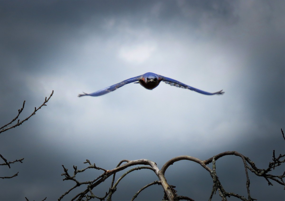 Eastern Bluebird - ML243550351