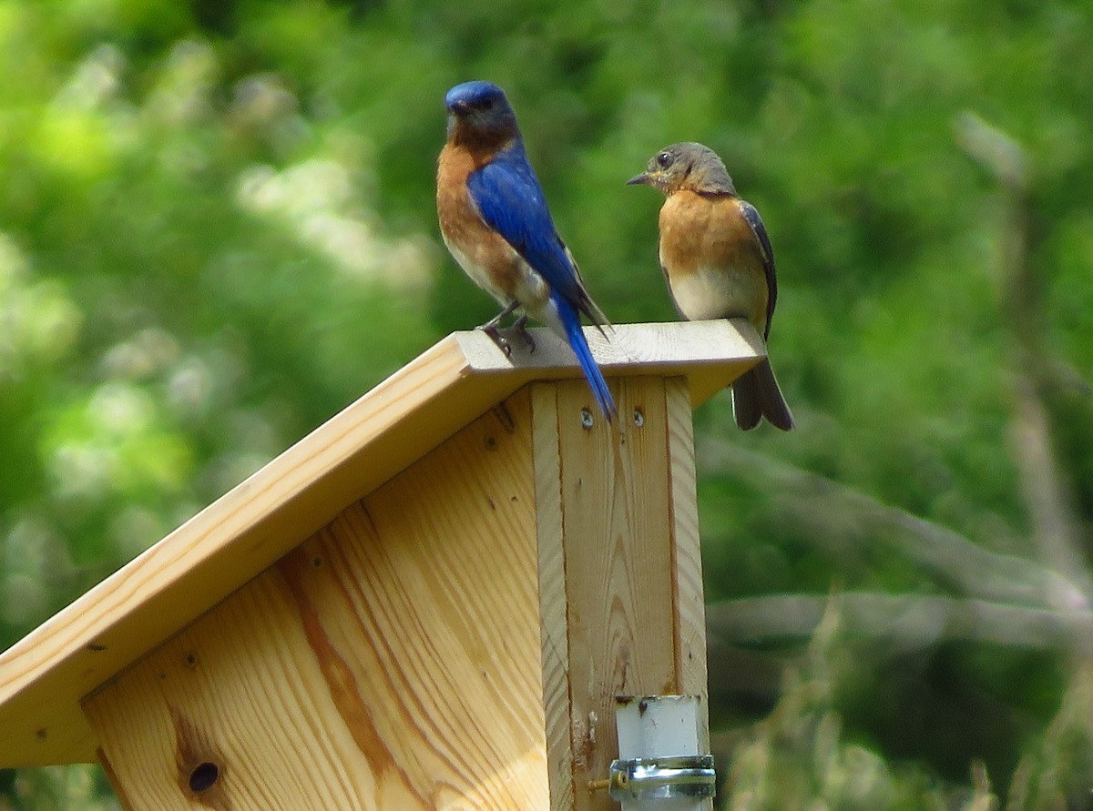 Eastern Bluebird - ML243550361