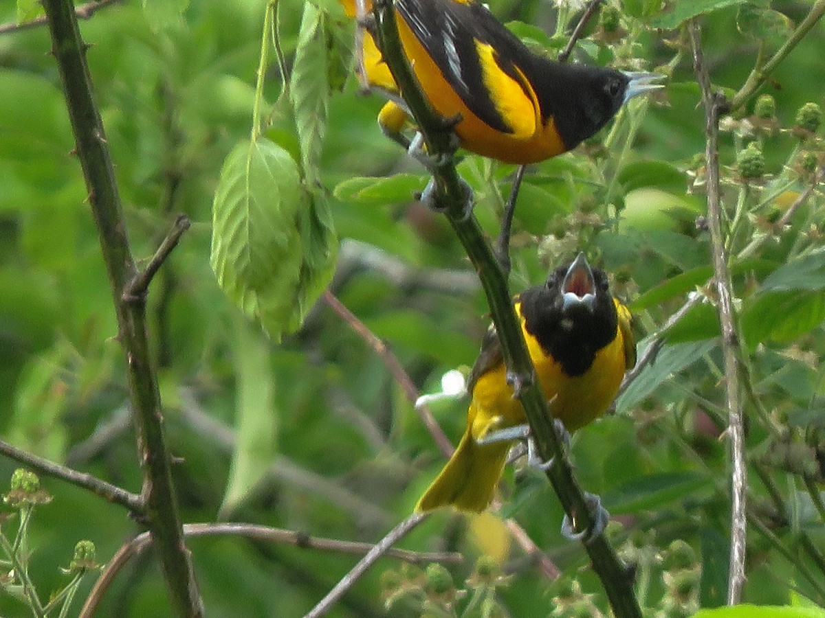 Baltimore Oriole - ML243550391