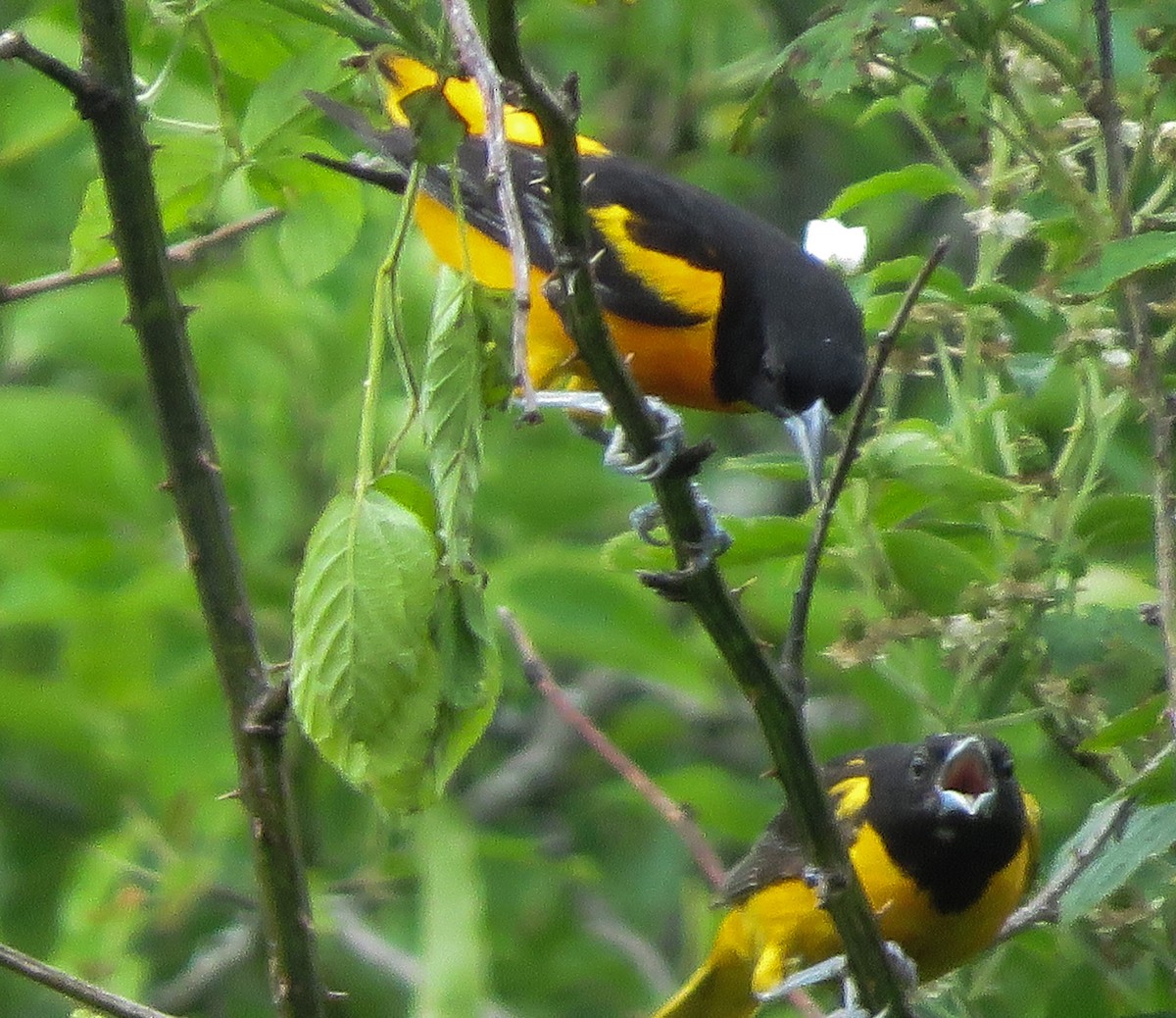 Baltimore Oriole - ML243550401