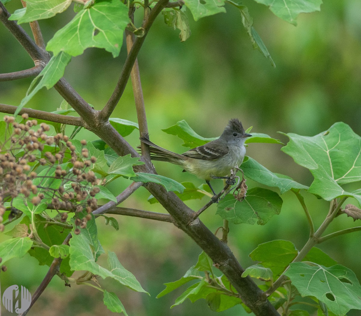 Yellow-bellied Elaenia - Holly Garrod