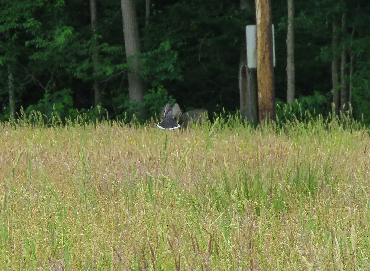 Eastern Kingbird - ML243550581