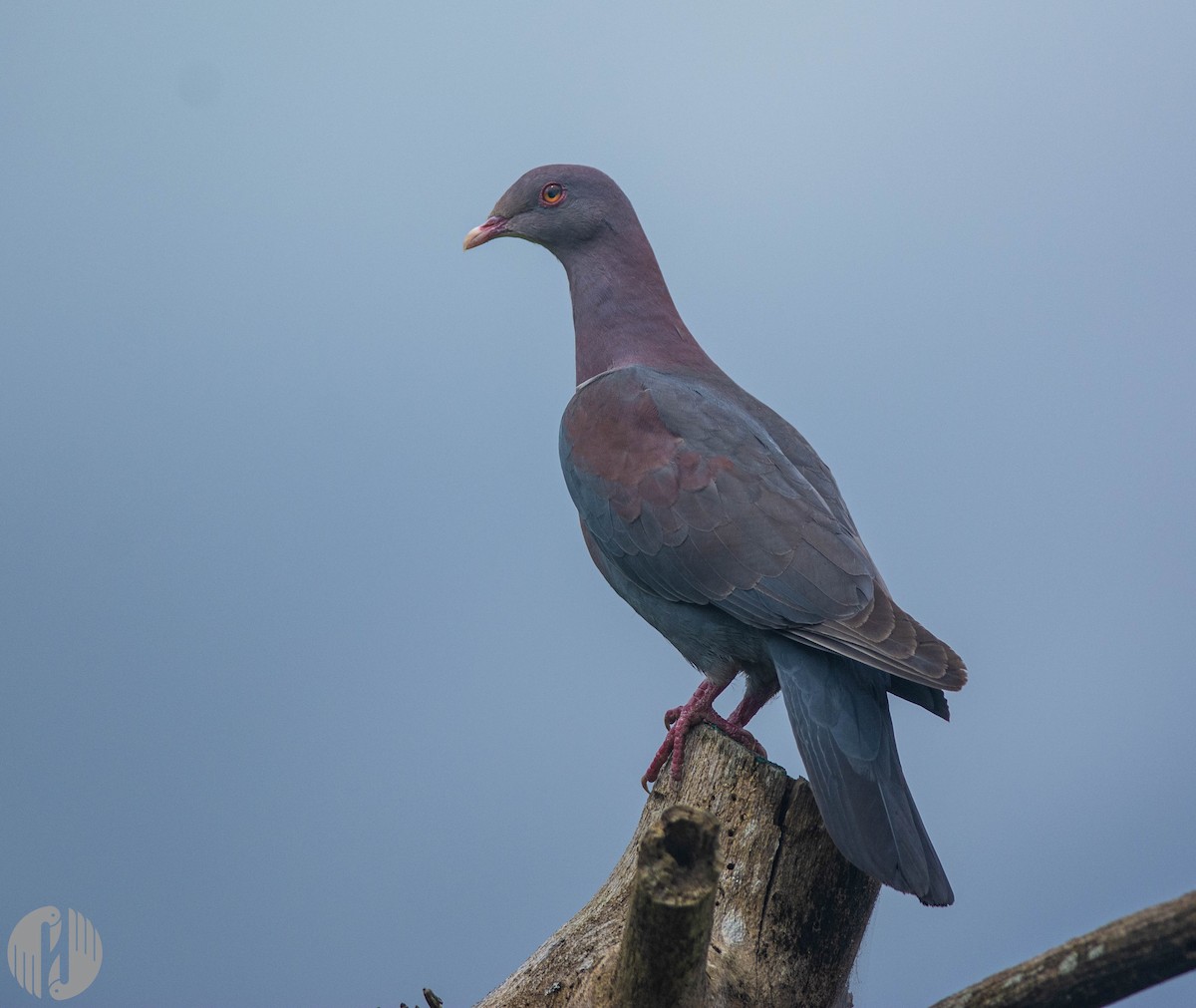 Pigeon à bec rouge - ML243551031