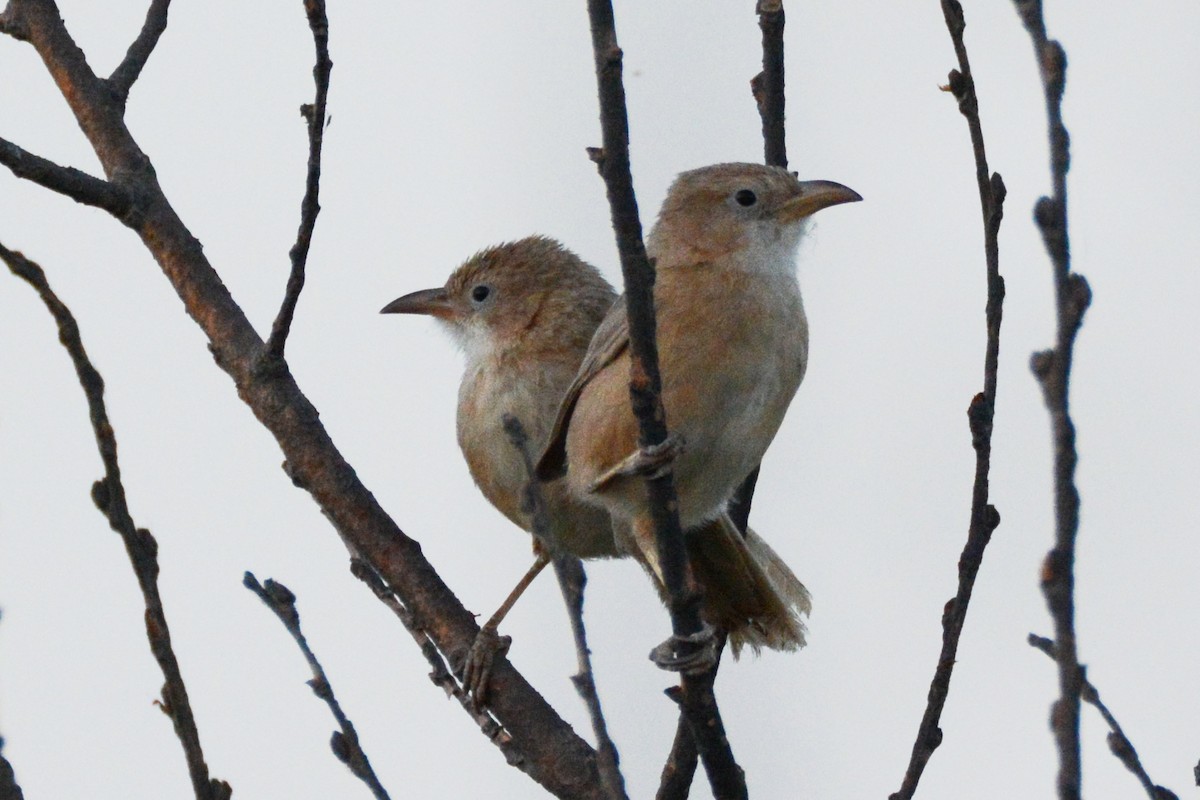 Iraq Babbler - ML243552021