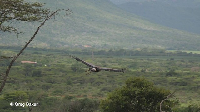 Secretarybird - ML243553051