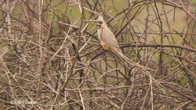 Speckled Mousebird - ML243553121