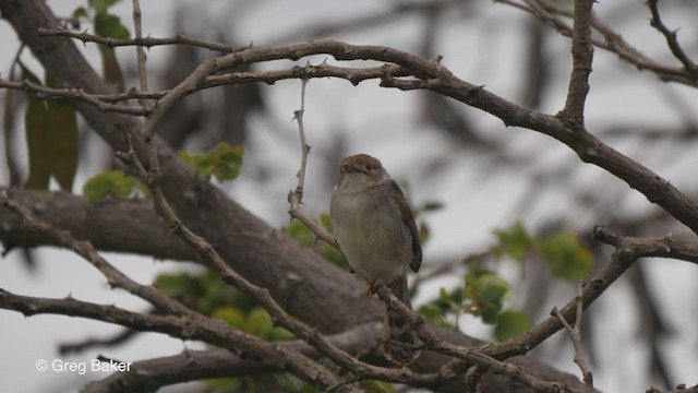 Rattling Cisticola - ML243553941