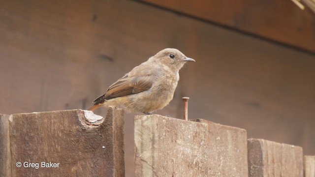 Familiar Chat - ML243554191