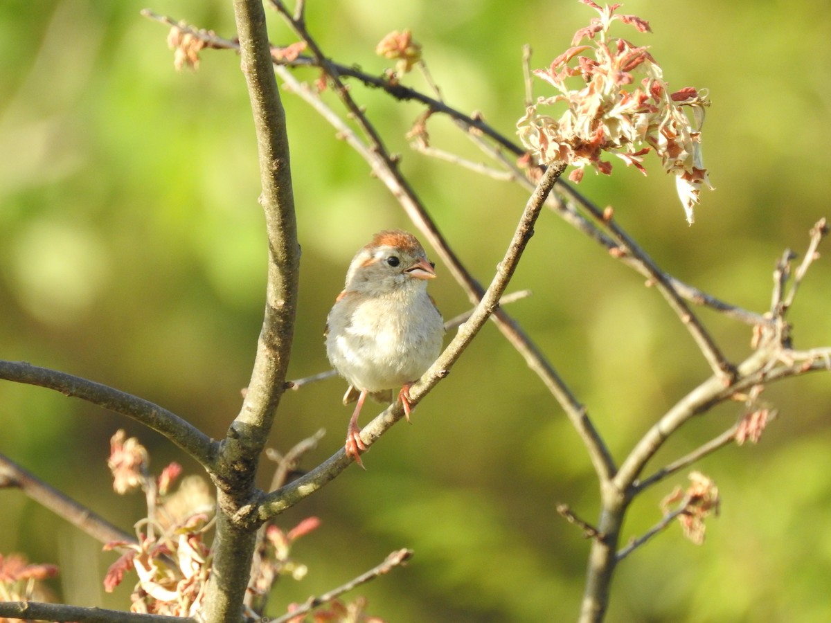 Field Sparrow - ML243554291