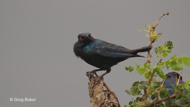 Cape Starling - ML243554551