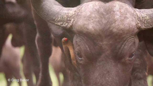 Red-billed Oxpecker - ML243554571